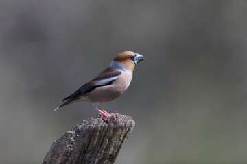 common European Hawfinch Coccothraustes coccothraustes in close view in woodland