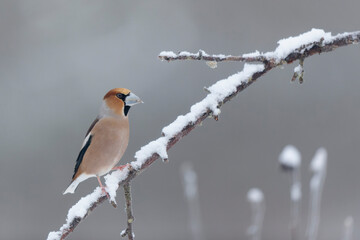 common European Hawfinch Coccothraustes coccothraustes in close view in woodland