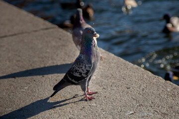 the pigeon is standing on a gray surface. a blue bird on the ground.