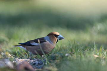 common European Hawfinch Coccothraustes coccothraustes in close view in woodland