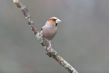 common European Hawfinch Coccothraustes coccothraustes in close view in woodland
