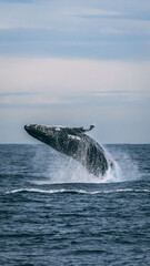 humpback whale jumping © Sergio