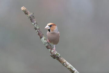 common European Hawfinch Coccothraustes coccothraustes in close view in woodland