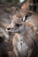 kangaroo