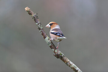 common European Hawfinch Coccothraustes coccothraustes in close view in woodland
