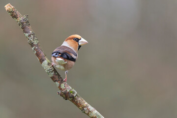 common European Hawfinch Coccothraustes coccothraustes in close view in woodland