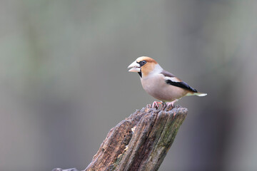 common European Hawfinch Coccothraustes coccothraustes in close view in woodland