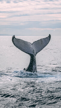 humpback tail