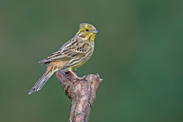 Goldammer (Emberiza citrinella)