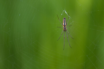 Gemeine Streckerspinne (Tetragnatha extensa)
