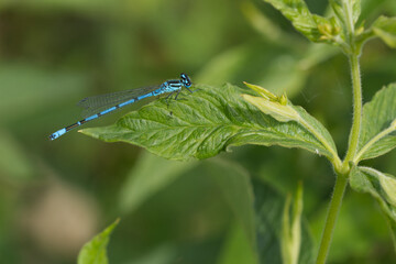 Hufeisen-Azurjungfer (Coenagrion puella)