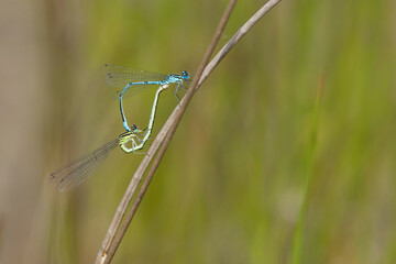 Hufeisen-Azurjungfer (Coenagrion puella)