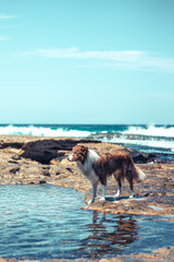 dog on the beach