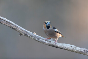 common European Hawfinch Coccothraustes coccothraustes in close view in woodland