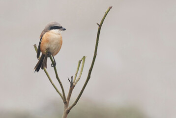 Long tailed shrike