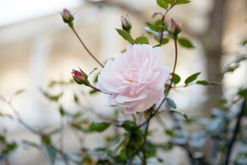 in the photo, a delicate pink flower. A rose on a bush. leaves and buds of green roses. beautiful art wallpapers for your desktop