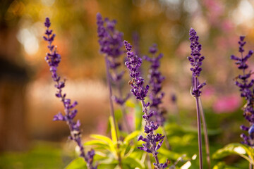 Lavender on a yellow background. purple flowers. flowers in autumn. purple lavender close-up. artistic desktop wallpapers