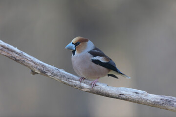 common European Hawfinch Coccothraustes coccothraustes in close view in woodland
