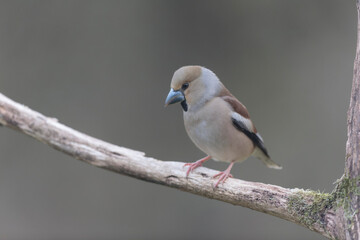 common European Hawfinch Coccothraustes coccothraustes in close view in woodland