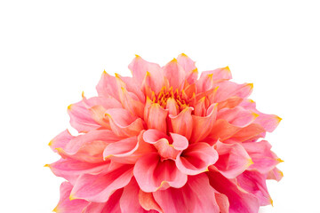 Pink, yellow and white fresh dahlia flower macro photo isolated against white background. Picture in color emphasizing the light different colours and yellow white highlights. Mother day background.