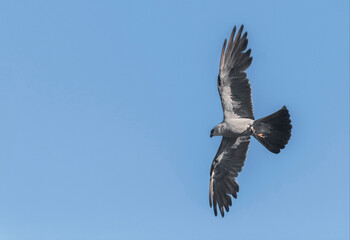 Mississippi kite with its Prey
