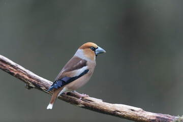 Fototapeta premium common European Hawfinch Coccothraustes coccothraustes in close view in woodland