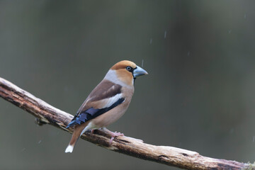 Obraz premium common European Hawfinch Coccothraustes coccothraustes in close view in woodland