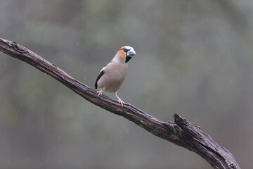 common European Hawfinch Coccothraustes coccothraustes in close view in woodland