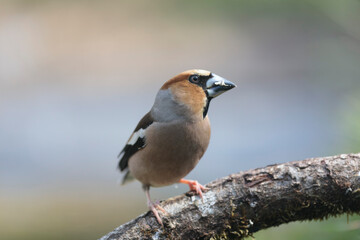 common European Hawfinch Coccothraustes coccothraustes in close view in woodland