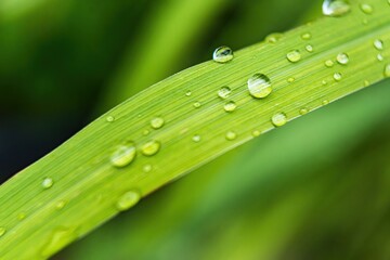 Macro closeup of Beautiful fresh green grass with drop of water after the rain in morning sun nature background.