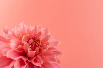 Deurstickers Pink, yellow and white fresh dahlia flower macro photo on pink background. Picture in color emphasizing the light different colours and yellow white highlights. Mother day background. © Olga