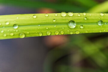 Macro closeup of Beautiful fresh green grass with drop of water after the rain in morning sun nature background.