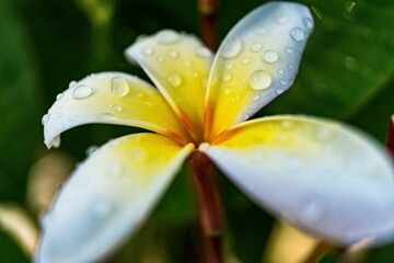 Macro closeup of White plumeria flowers with water droplets on the petals in the morning.