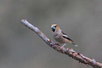 common European Hawfinch Coccothraustes coccothraustes in close view in woodland