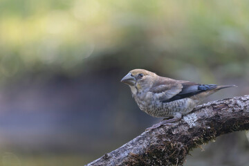 common European Hawfinch Coccothraustes coccothraustes in close view in woodland
