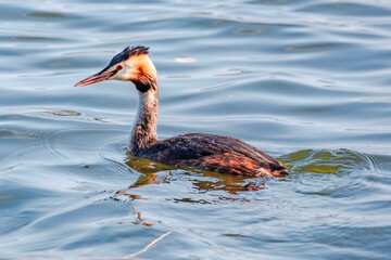 great crested grebe