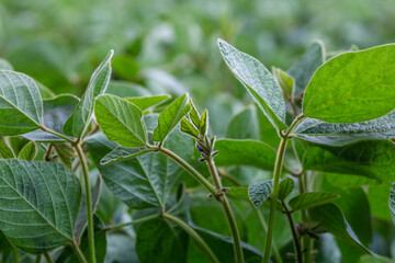 Young soybean plants with flowers on soybean cultivated field