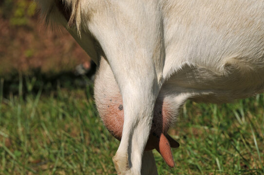 Wei&szlig;e Deutsche Edelziege