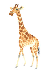 A poster with a giraffe. Watercolor giraffe animal illustration isolated in white background.