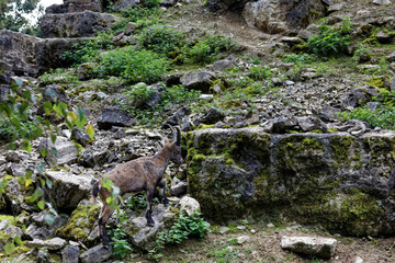 Steinbockkitz