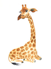 A poster with a baby giraffe. Watercolor giraffe animal illustration isolated in white background.
