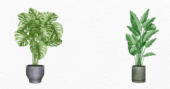 Animation of vector houseplants moving in a breeze