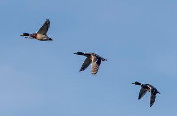 Mallard