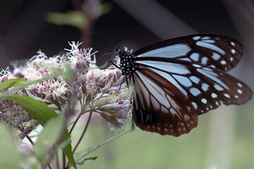 Migrant butterfly is visiting flowers to have some nectar.