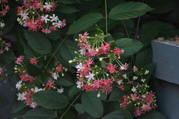 Combretum indicum or Quisqualis indica, also known as the Rangoon creeper,is a vine with red flower clusters which is native to tropical Asia. The flowers change in colour with age 