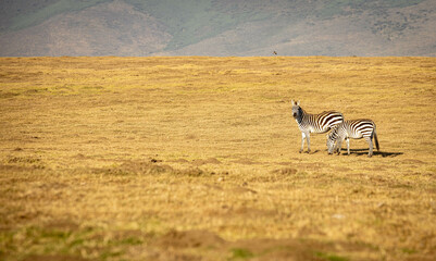 zebras roaming around the savannah and eating grass © SELIMBT