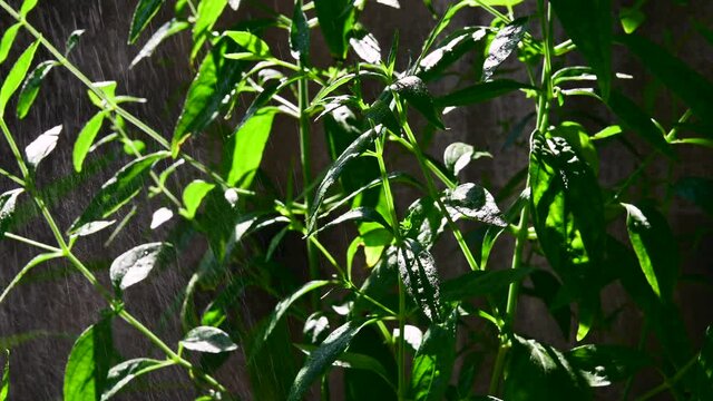 4K Kariyat Thai herbal medicine herbs organic plant leaves