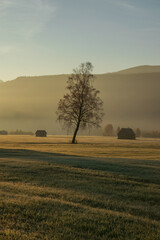 goldenes Sonnenlicht