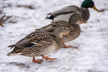 duck in snow