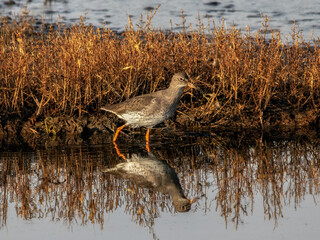Redshank (Tringa totanus) in winter plumage with reflection